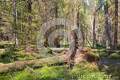Broken tree roots partly declined inside coniferous stand Stock Photo