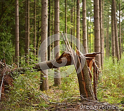 A broken tree after a storm in a forest during autumn season. Stock Photo