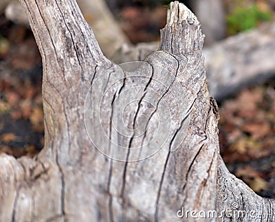 A broken tree after a storm in a forest during autumn season. Stock Photo