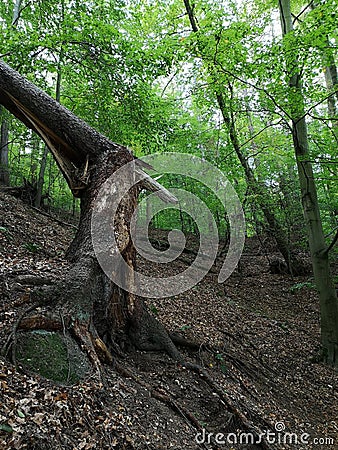 Broken tree trunk in the Loket forests Stock Photo