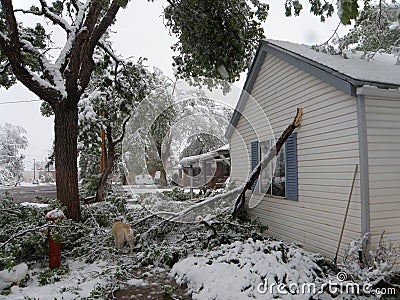 Broken Tree, Winter Storm Damage. Stock Photo