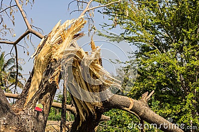 The broken tree Stock Photo