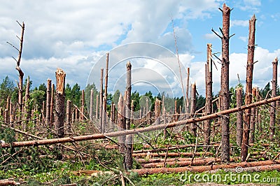 The broken trees Stock Photo