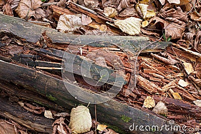 Broken trees in the autumn forest. Close-up. Stock Photo