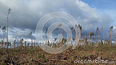 Broken trees after a hurricane Stock Photo