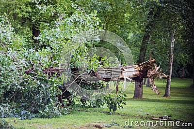 The broken trees after powerful hurricane in the forest after a storm Stock Photo