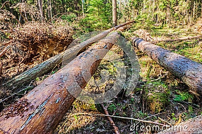 Broken trees Stock Photo