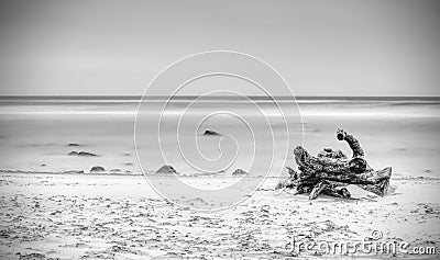 Broken trunk with rest of roots sticking from sand by the sea Stock Photo