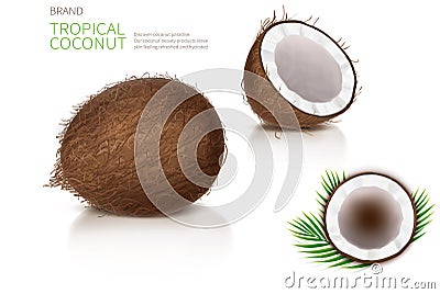 Broken and whole coconut Vector Illustration