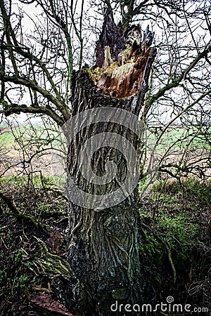Broken willow tree in hedge Stock Photo