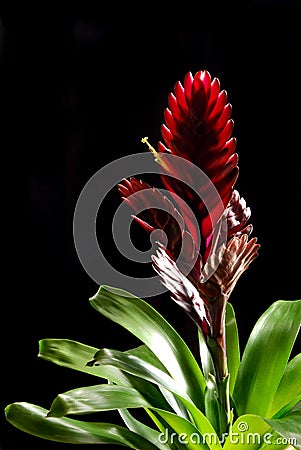 Bromelia Stock Photo