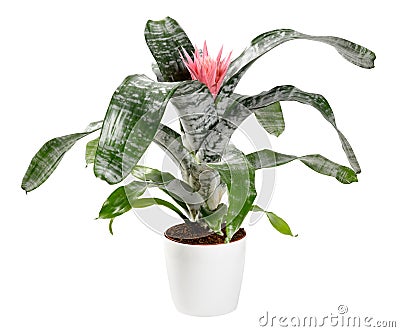 Bromelia aechmea primera with single pink flower Stock Photo