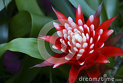 Bromelia flowering plant on a blurred green leaves background.Red Guzmania lingulata flowers in tropical garden.Selective focus. Stock Photo