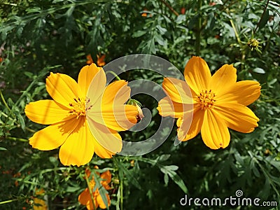 Bromelia Flowers . Magic Blooming in tropics. Special gardens Stock Photo