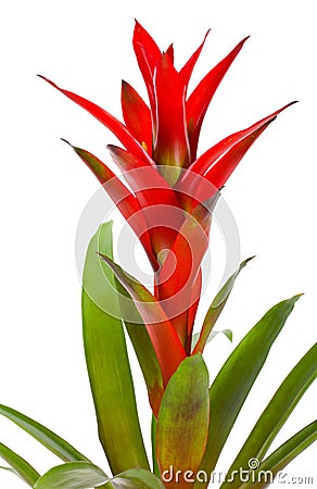 Bromelia plant Stock Photo