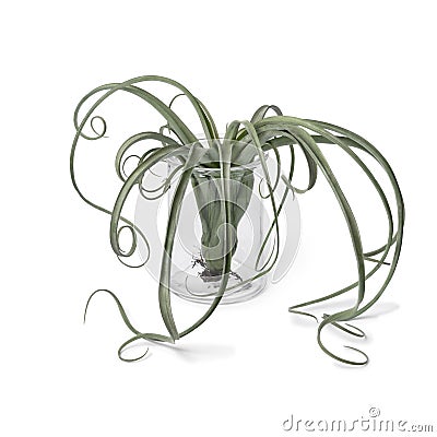 Bromelia Tillandsia Curly Slim plant in a glass vase on white background Stock Photo