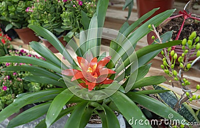 Bromelia trees bloom in the spring in the garden. Stock Photo