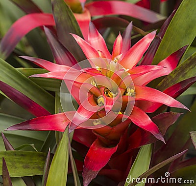 Bromeliad - Bromeliaceae - against a leafy background in a greenhouse in Panama Stock Photo
