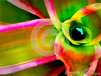 Bromeliad closeup bright green pink yellow Stock Photo