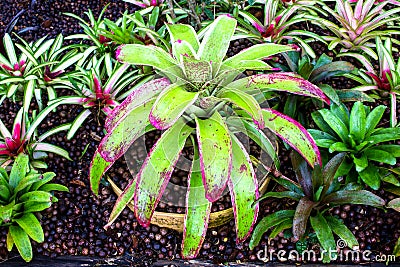 Bromeliad at Mae Fah Luang Garden, locate on Doi Tung, Thailand. Stock Photo