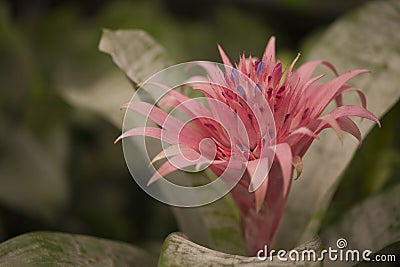 Bromeliad with pink flower. Aechmea fasciata. Stock Photo