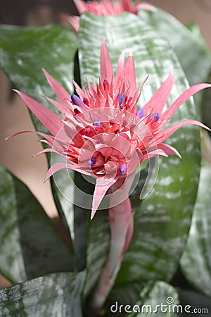 Bromeliad Primera Stock Photo