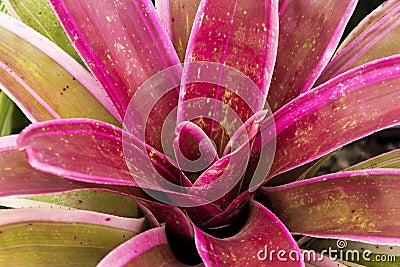 Red bromeliad closeup Stock Photo