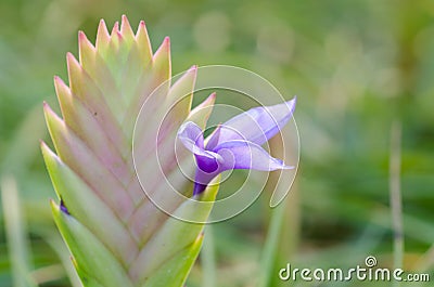 Bromeliad (Tillandsia) Stock Photo