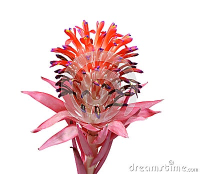 Bromeliad, Tillandsia Stricta Stock Photo