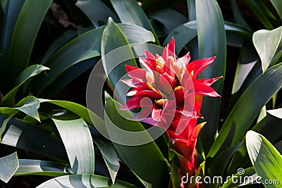 Bromeliads Flower Stock Photo