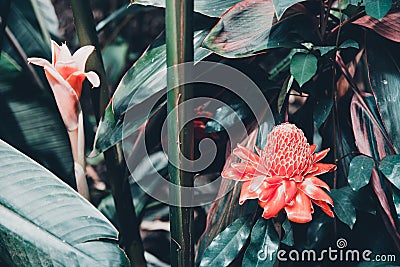 Bromeliads flower on summer Stock Photo