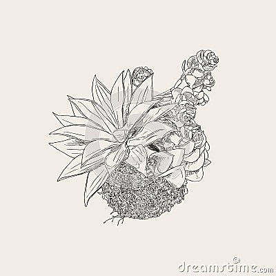 Bromeliads in hanging basket , sketch vector. Vector Illustration
