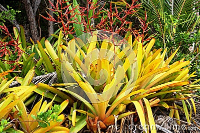 Bromeliads with yellowish green leaves and red flowers. Stock Photo