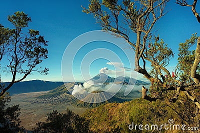 Bromo mountain with branch tree foreground Stock Photo
