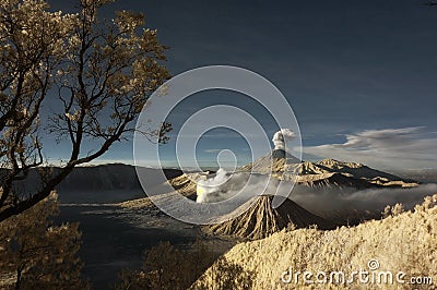 Bromo mountain with branch tree and plants foregro Stock Photo