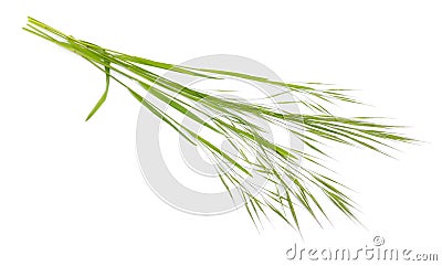 Bromus tectorum, known as drooping brome or cheatgrass. Isolated Stock Photo