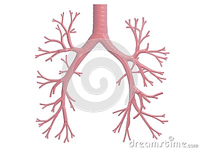 Bronchi Cartoon Illustration