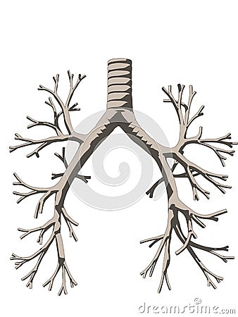 Bronchi Vector Illustration