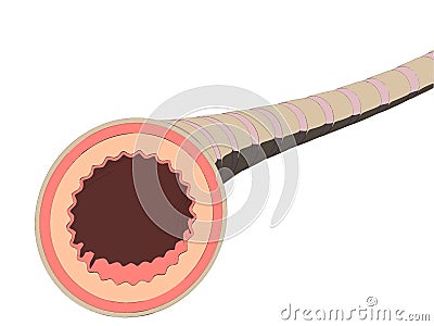 Bronchi Vector Illustration