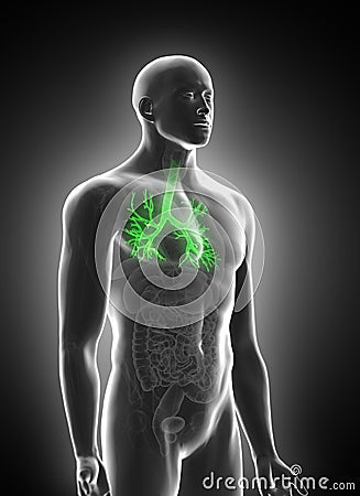 The bronchi Cartoon Illustration