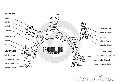 Bronchial Tree left main bronchus human anatomy Vector Illustration