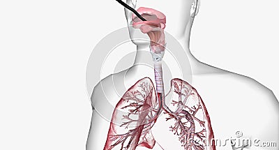 Bronchoscopy is an invasive procedure used to look inside the respiratory system Stock Photo