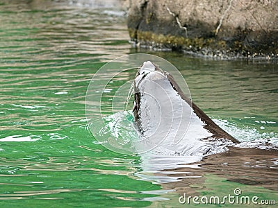 Bronx Zoo Sea Lion Pool 12 Stock Photo