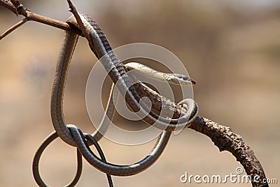 Bronze back tree snake , Dendrelaphis tristis, Satara, Maharashtra Stock Photo