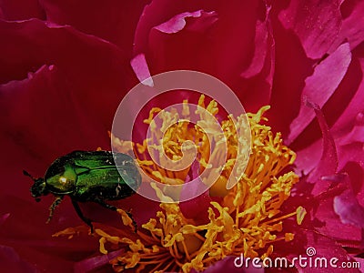 Bronze beetle on a rose wild rose in the garden Stock Photo