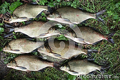 Bronze Bream Stock Photo