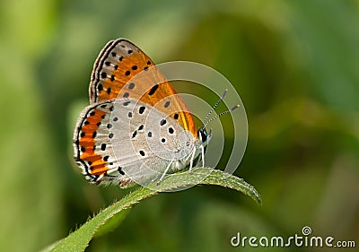 Bronze Copper Butterfly Stock Photo