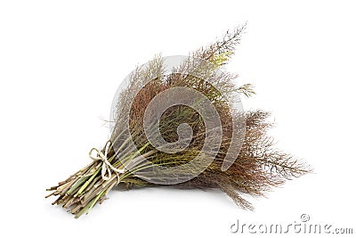 Bronze fennel Stock Photo