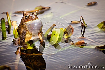 Bronze frog making a mating call Stock Photo
