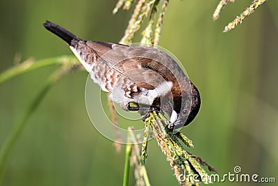 Bronze mannikin bird sitting in stems of grass to eat fresh seeds Stock Photo